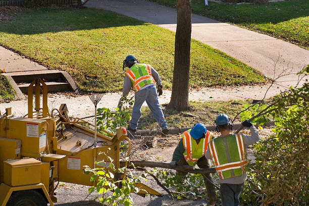 Lawn Watering Services in Belle Isle, FL