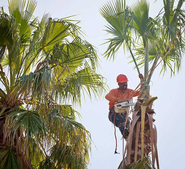 Belle Isle, FL Tree Removal Company